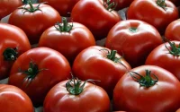 Tomate : boom des importations du Maroc vers l'UE