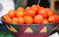 Tomates en Europe : Le Maroc en plein essor, l'Espagne en déclin
