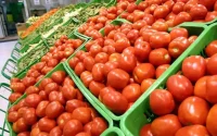 Pressions en Europe pour réduire les importations de tomate marocaine