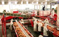 Chute des exportations marocaines de tomates vers la Russie 
