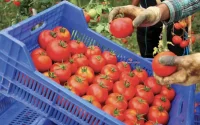 Tomates marocaines : la France veut revoir les règles du jeu