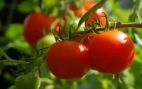 Tomate : le Maroc pourrait à terme dépasser les Pays-Bas