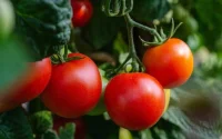 Exportations de tomates : comment le Maroc a détrôné l'Espagne et se hisse à la 3ᵉ place mondiale