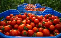 La tomate marocaine attaquée en justice en Espagne
