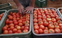 Tomates : l'Europe sous pression face à l'offensive marocaine