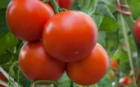 Des tomates marocaines détruites en Russie