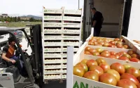 Les producteurs espagnols dénoncent l'importation « incontrôlée » de tomates marocaines