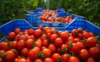Les producteurs français de tomate dénoncent la concurrence marocaine