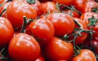 Tomates marocaines : Le Royaume écrase la concurrence avec 70% du marché européen !