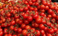 Tomates à 5 € le kilo : Pourquoi la crise au Maroc fait exploser votre ticket de caisse en France !