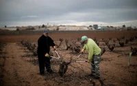 En Espagne, un village agricole vote pour la régularisation des sans-papiers
