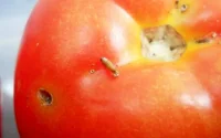 La tomate marocaine menacée par un virus