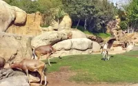 Le zoo de Casablanca, enfin !