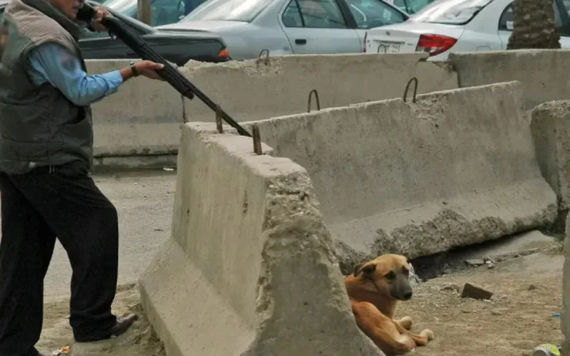 Maroc : A Zemamra, on abat des chiens