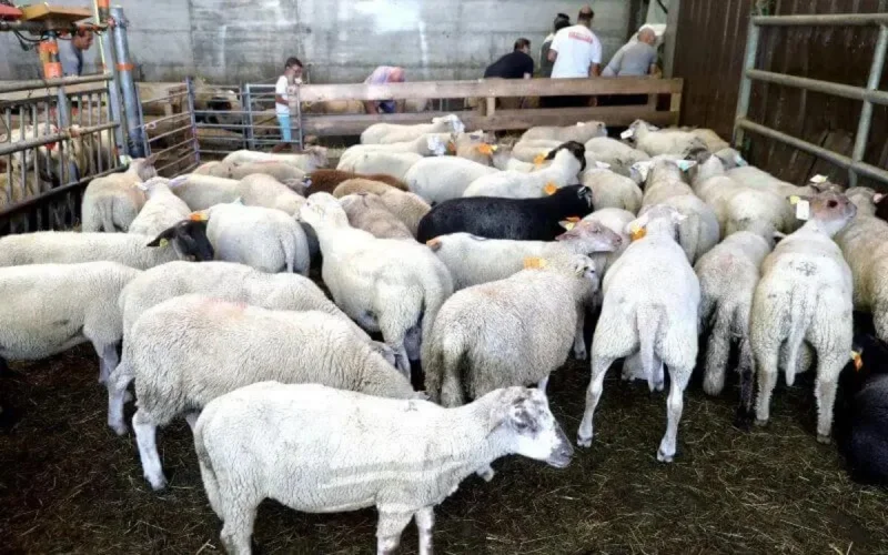 Les abattoirs agréés pour l'Aïd al-Adha en France connus