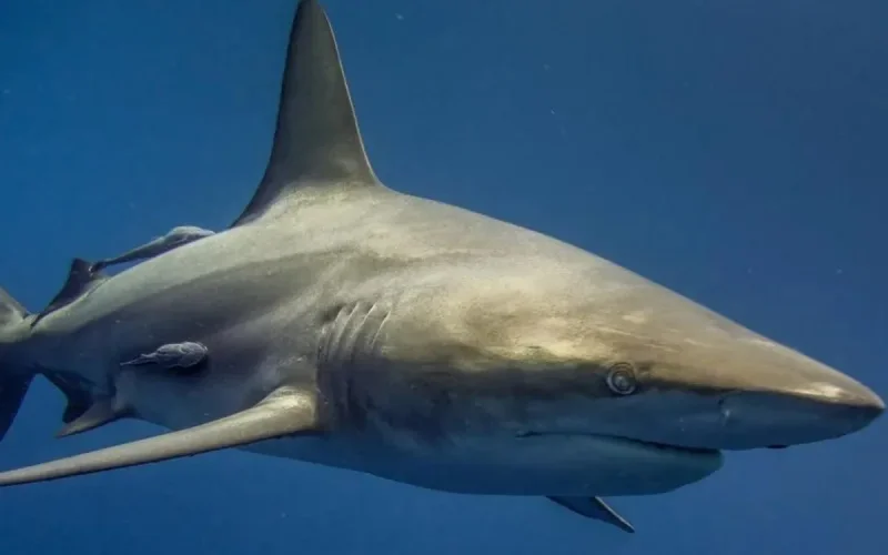 Une attaque de requin à Agadir ? une association répond