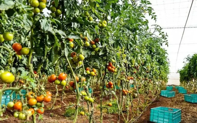 Les agriculteurs canariens se plaignent (encore) des produits marocains