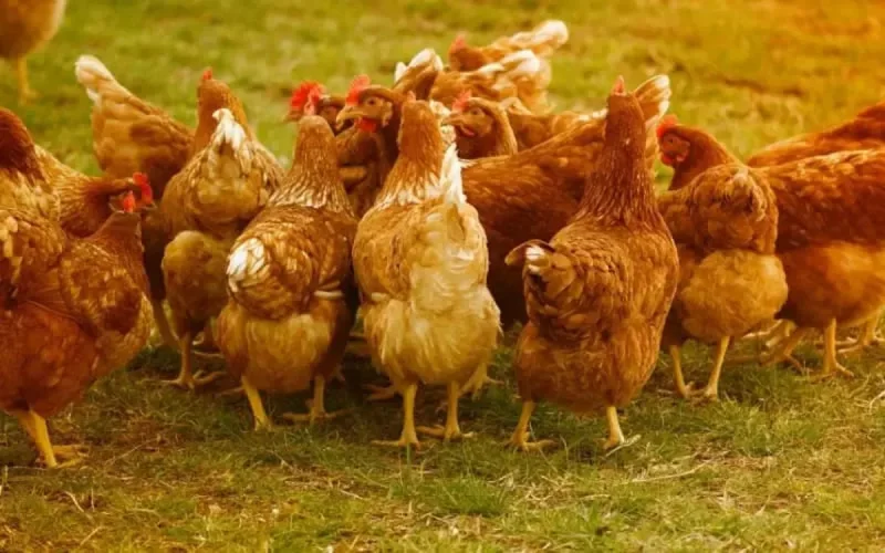 Les aviculteurs espagnols contre l'importation de volaille marocaine dans l'UE