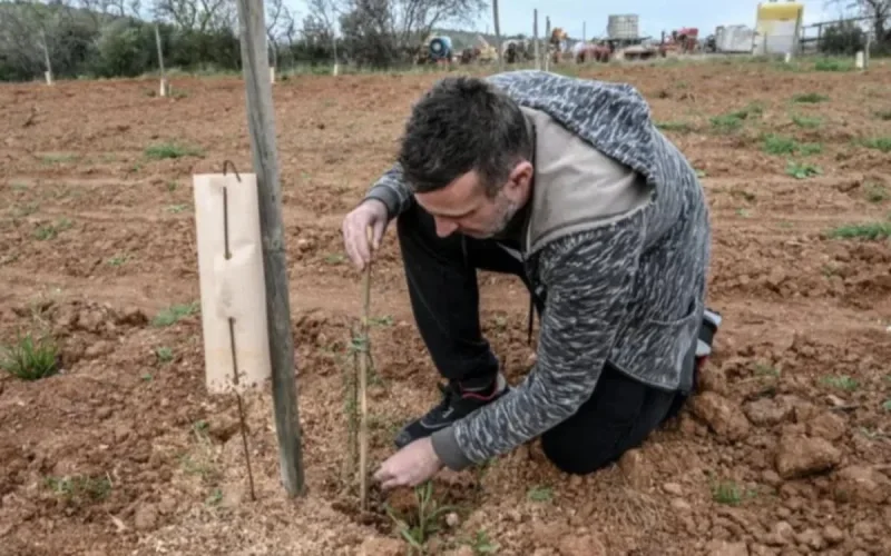 Des agriculteurs français se tournent vers l'arganier marocain