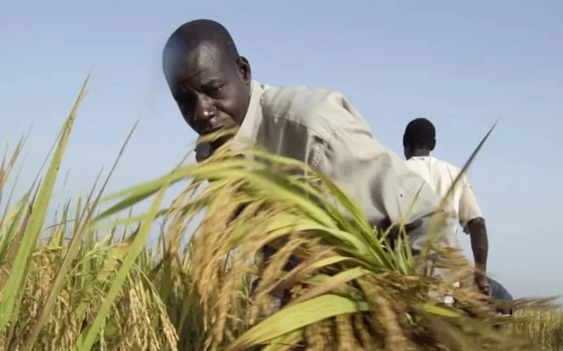 De jeunes agriculteurs nigérians en formation au Maroc