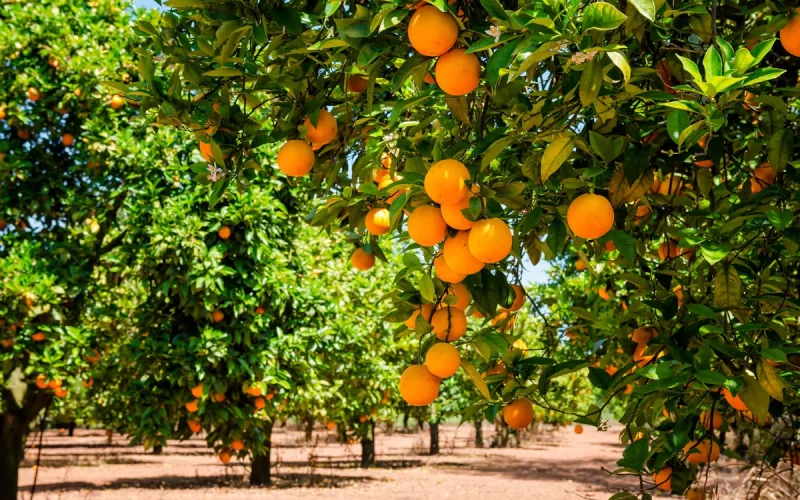 Agroalimentaire : Le Maroc profite de la chute de l'Espagne pour conquérir les tables américaines