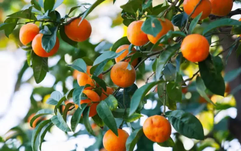 Colère des agriculteurs en Espagne : le « modèle marocain » qui bouscule tout