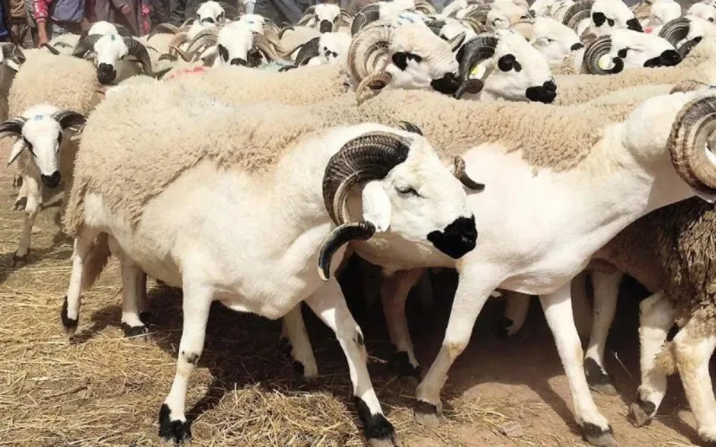 Maroc : les pertes liées à l'annulation de l'Aïd estimées à plusieurs milliards