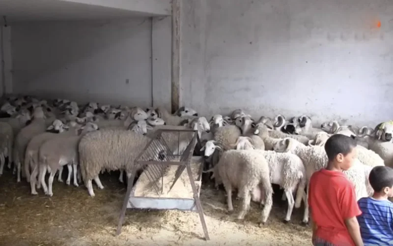Aid al-Adha : voici le prix de l'abattage à Casablanca