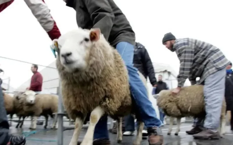 Les musulmans de Belgique célèbrent l'Aïd Al-Adha le 9 juillet