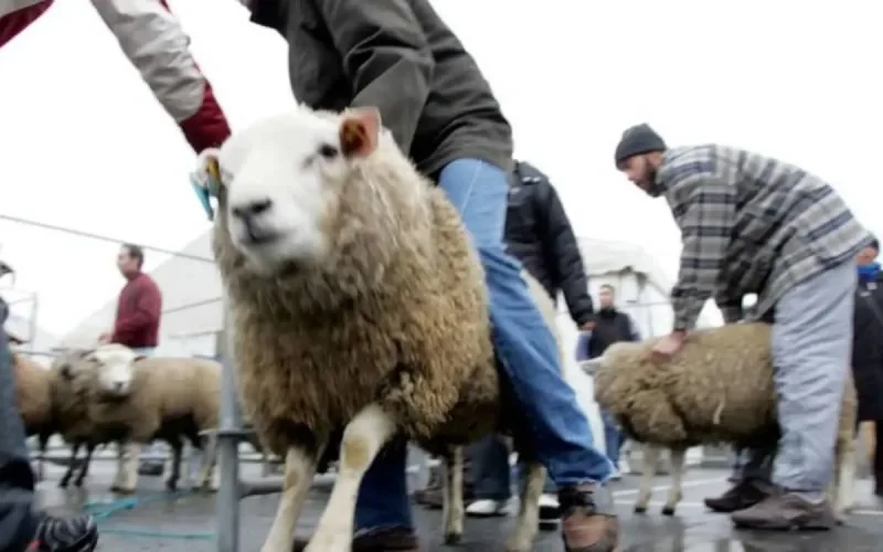 Belgique : la communauté musulmane célèbre l'Aïd Al-Adha le 20 juillet