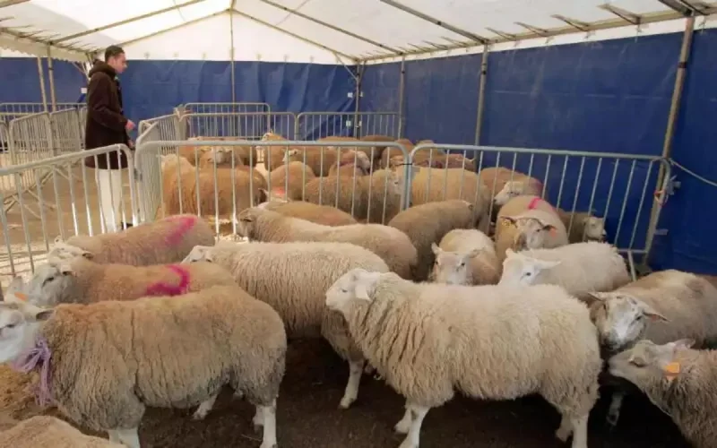 Voici la date de l'Aïd Al-Adha en France, selon le CTMF