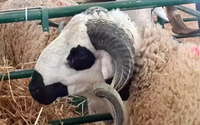 Les Marocains pourront-ils fêter l'Aid al adha cette année ? 