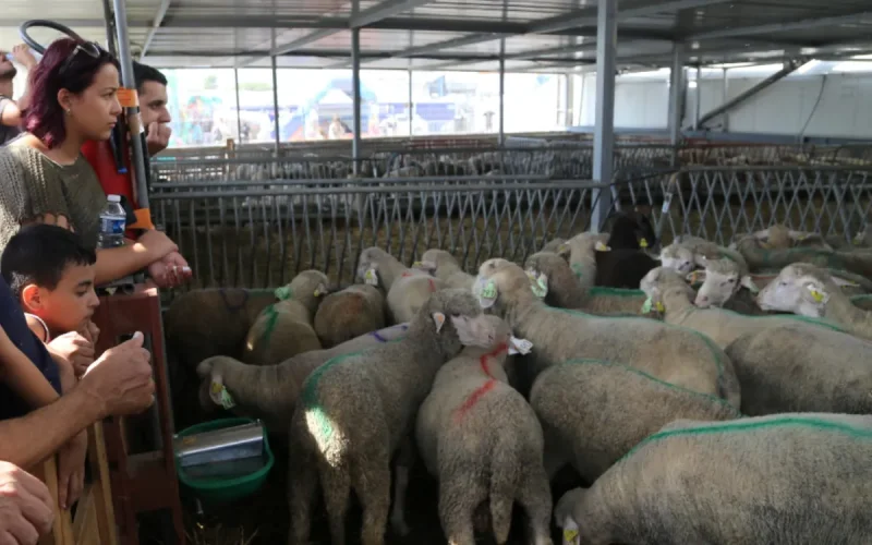 Aïd el-Kébir en France : les calculs astronomiques ont tranché, découvrez la date exacte