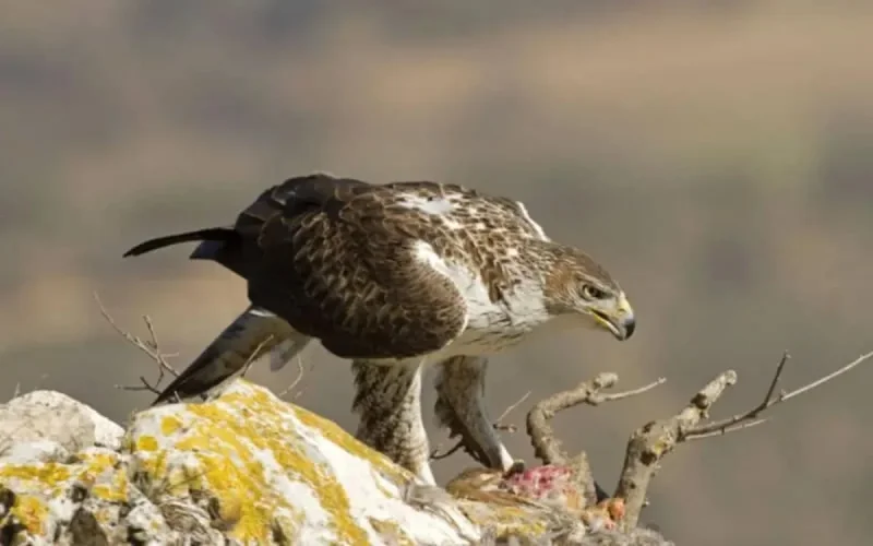 Triste fin d'un aigle qui a volé au-dessus du Maroc