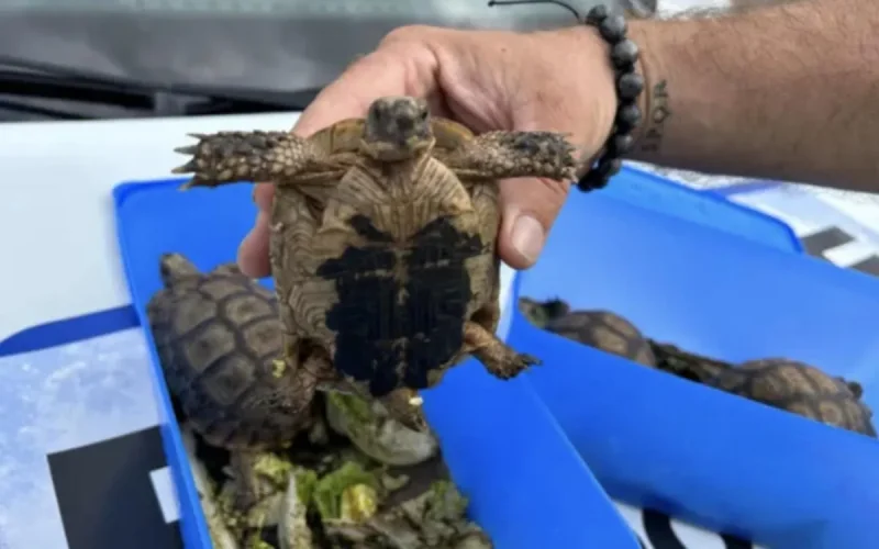 France : un MRE de Belgique arrêté pour trafic d'animaux rares