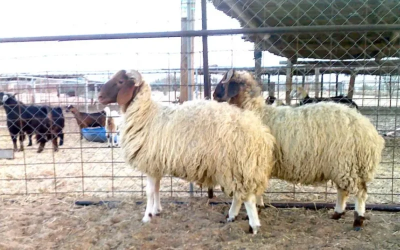 Pourquoi l'annulation de l'Aïd révèle la crise sociale au Maroc