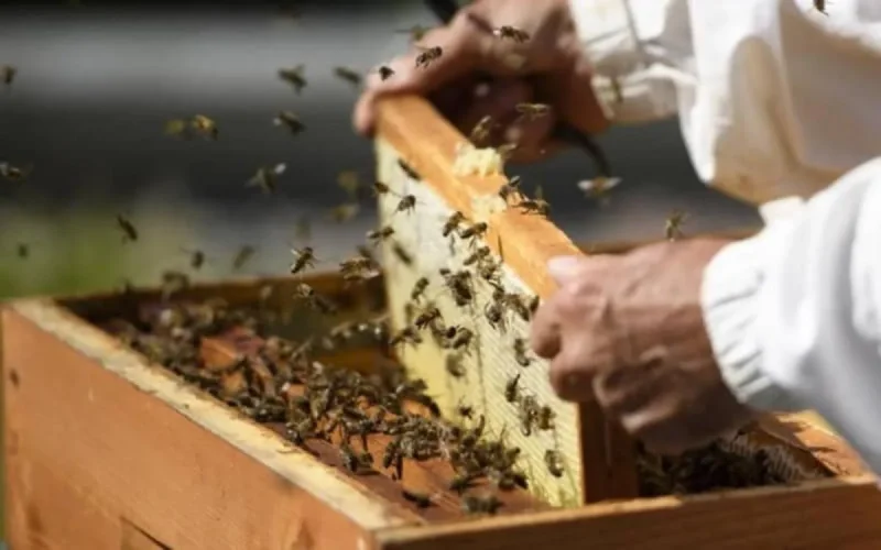 Alerte ! L'apiculture marocaine menacée