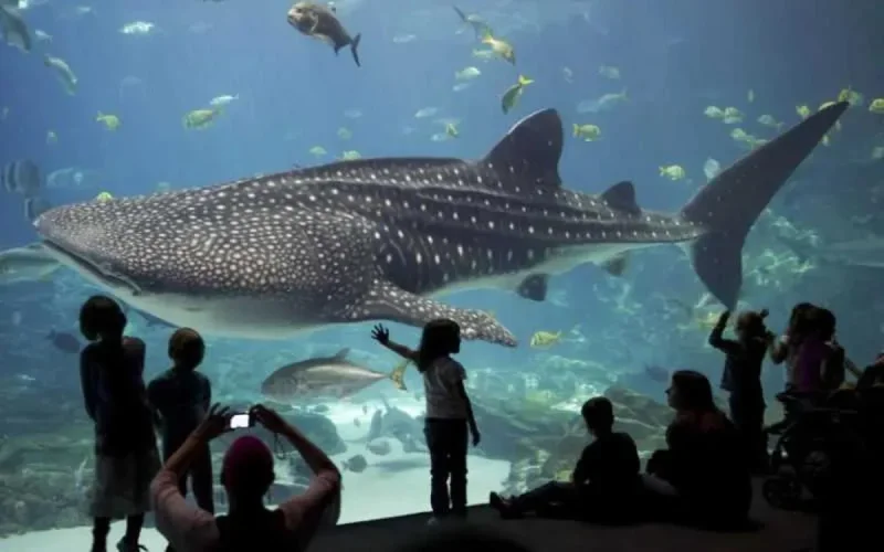 Bientôt un aquarium géant à Casablanca 