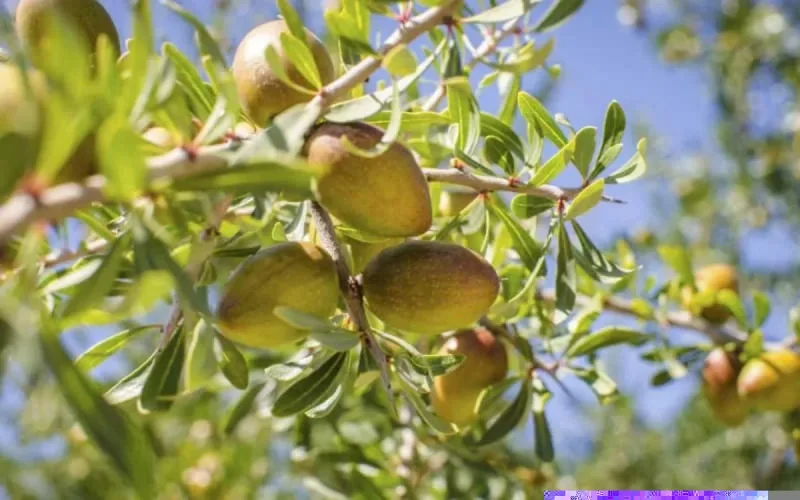Arganier : une mine d'or pour le Maroc
