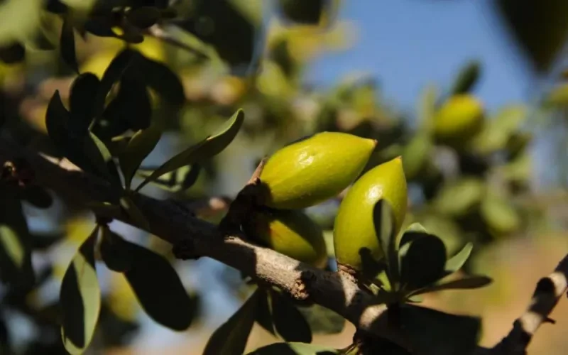 Des agriculteurs français « volent » un arbre marocain
