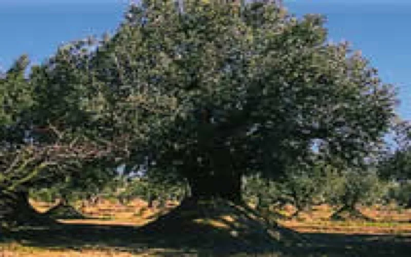 Le champion du monde de l'olive s'installe au Maroc 