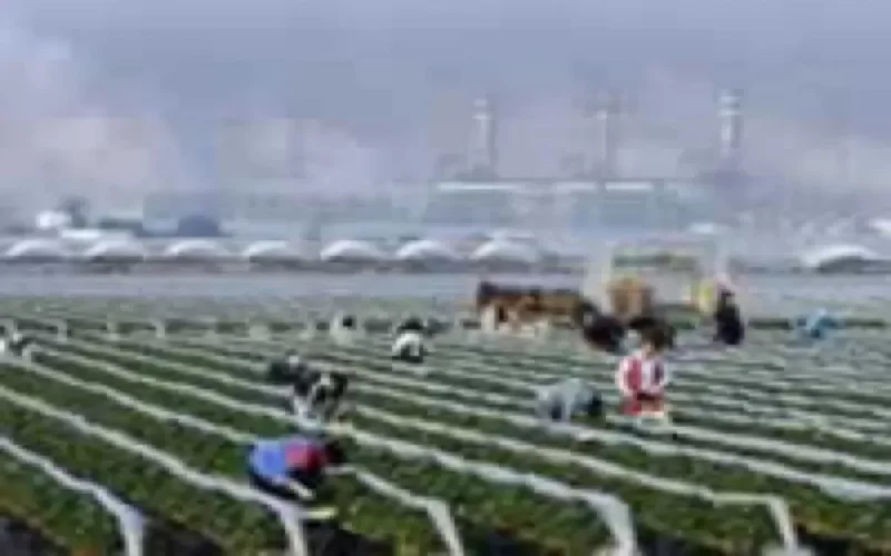 L'UE accorde 6 millions d'euros au Maroc pour un projet agricole