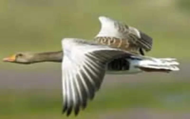 Absence de grippe aviaire au Maroc 