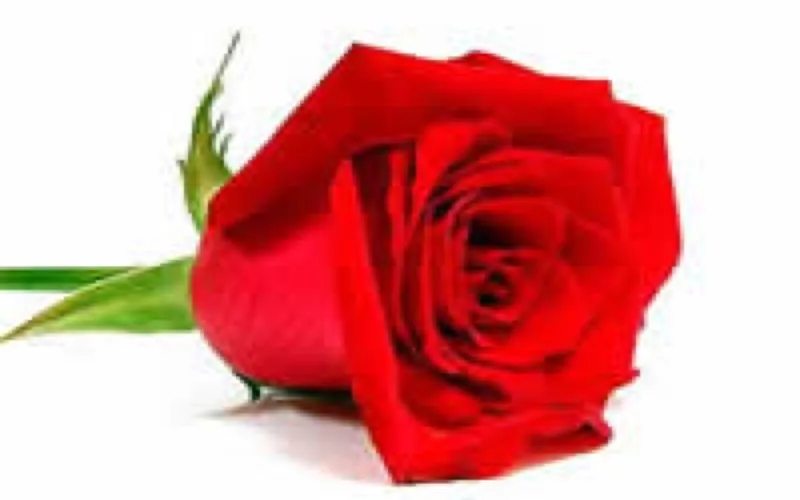 Saint-Valentin : Cupidon à la Marocaine