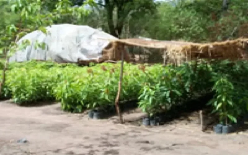 USA/Maroc : création de deux pépinières