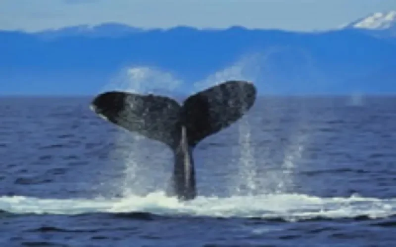 Tanger : Les baleines en danger dans le Détroit