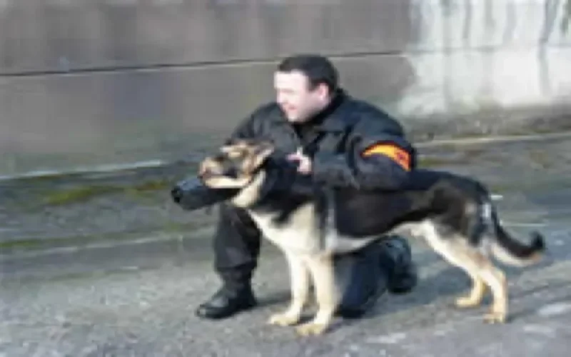 Explosions Casablanca : ruée vers les compagnies privée de sécurité