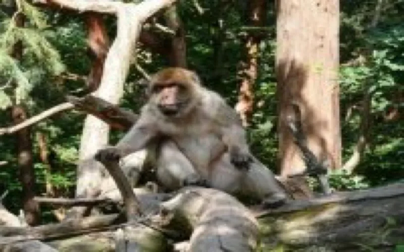 Le Maroc dément officiellement avoir vendu des singes à l'armée américaine