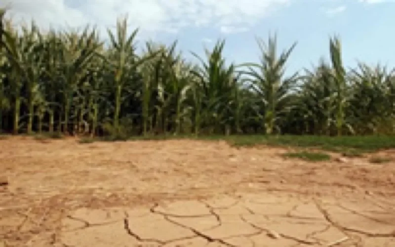 En 2020, 13 millions de Marocains risquent de manquer d'eau