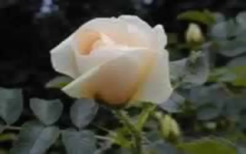 Allemagne : Le Maroc à l'honneur de la fête des Roses d'Uetersen 